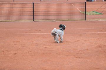 Bild 167 - BL2 THC von Horn und Hamm - Der Club an der Alster : Ergebnis: 0:9